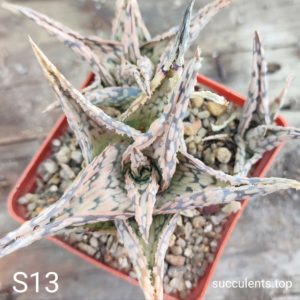 Aloe S13 Продам пагін з колекційної рослини на фото можливо без коріння.