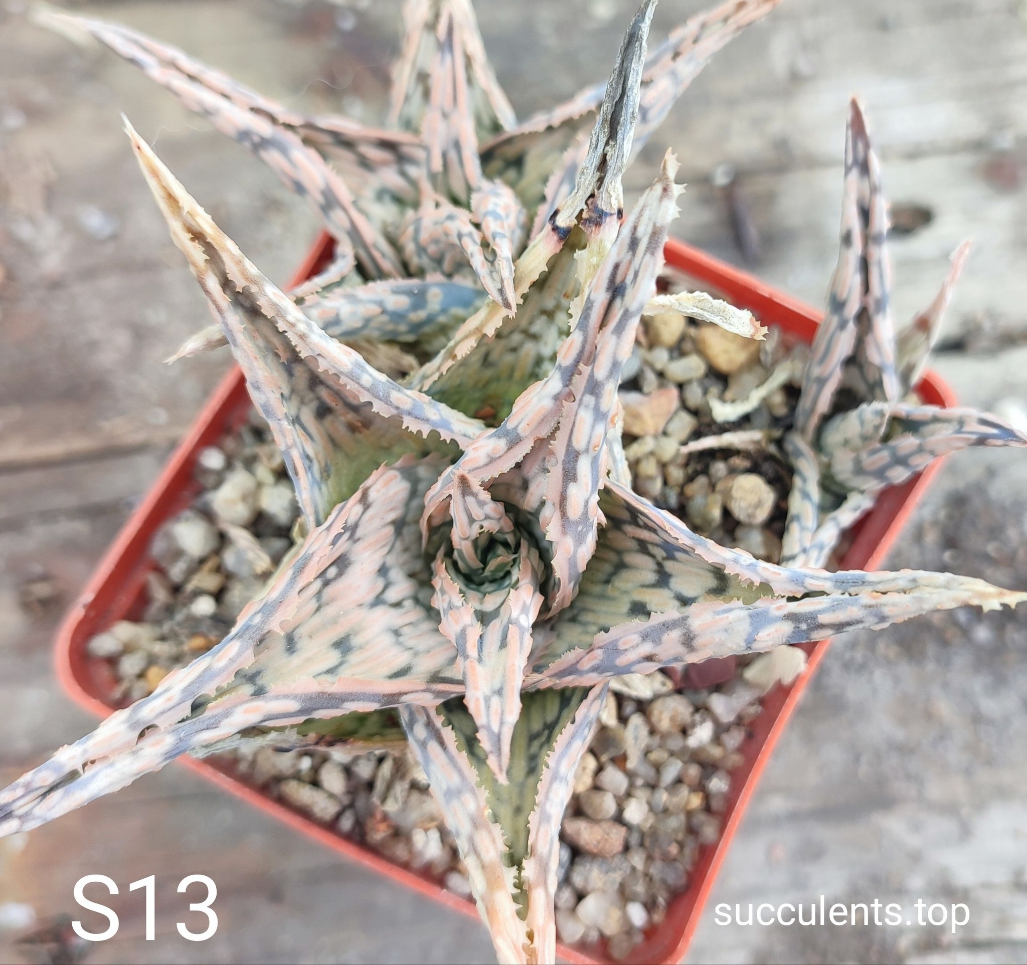 Aloe S13 Продам пагін з колекційної рослини на фото можливо без коріння.