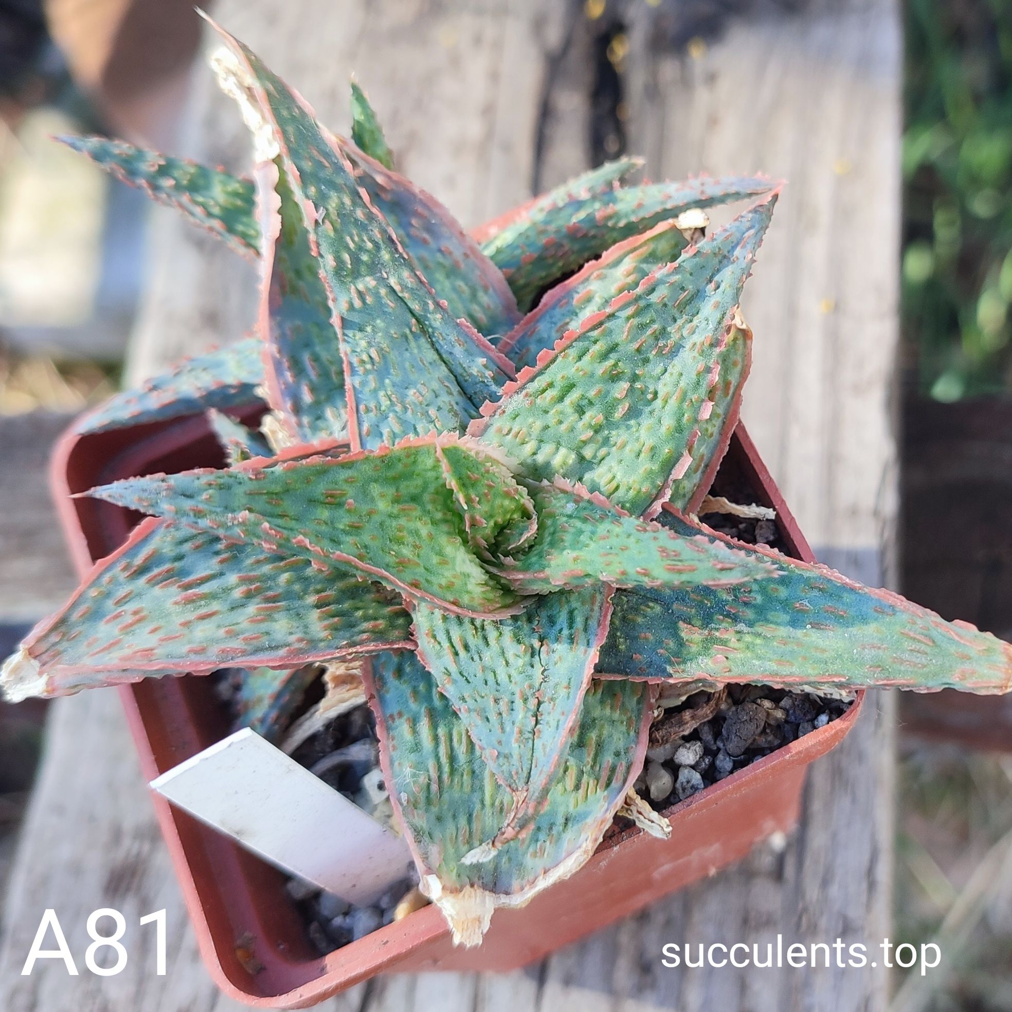 Aloe A81 Продам пагін з колекційної рослини на фото можливо без коріння.