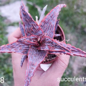 Aloe A408 Продам пагін з колекційної рослини на фото можливо без коріння.