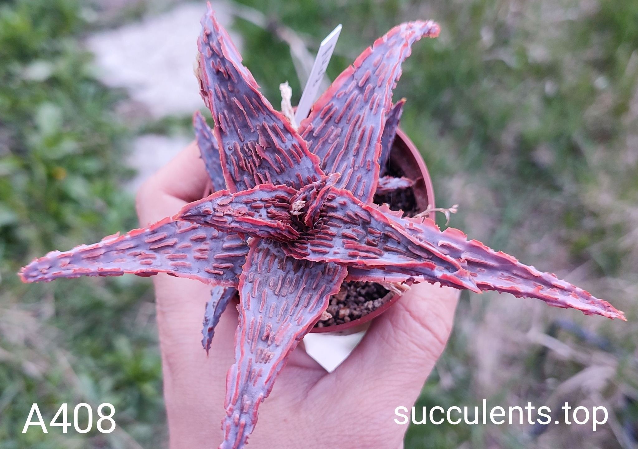 Aloe A408 Продам пагін з колекційної рослини на фото можливо без коріння.