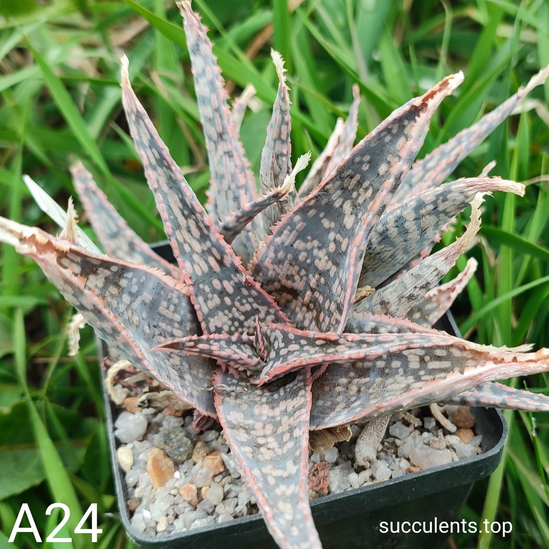 Aloe A24 Продам пагін з колекційної рослини на фото можливо без коріння.