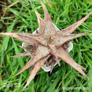 aloe S3