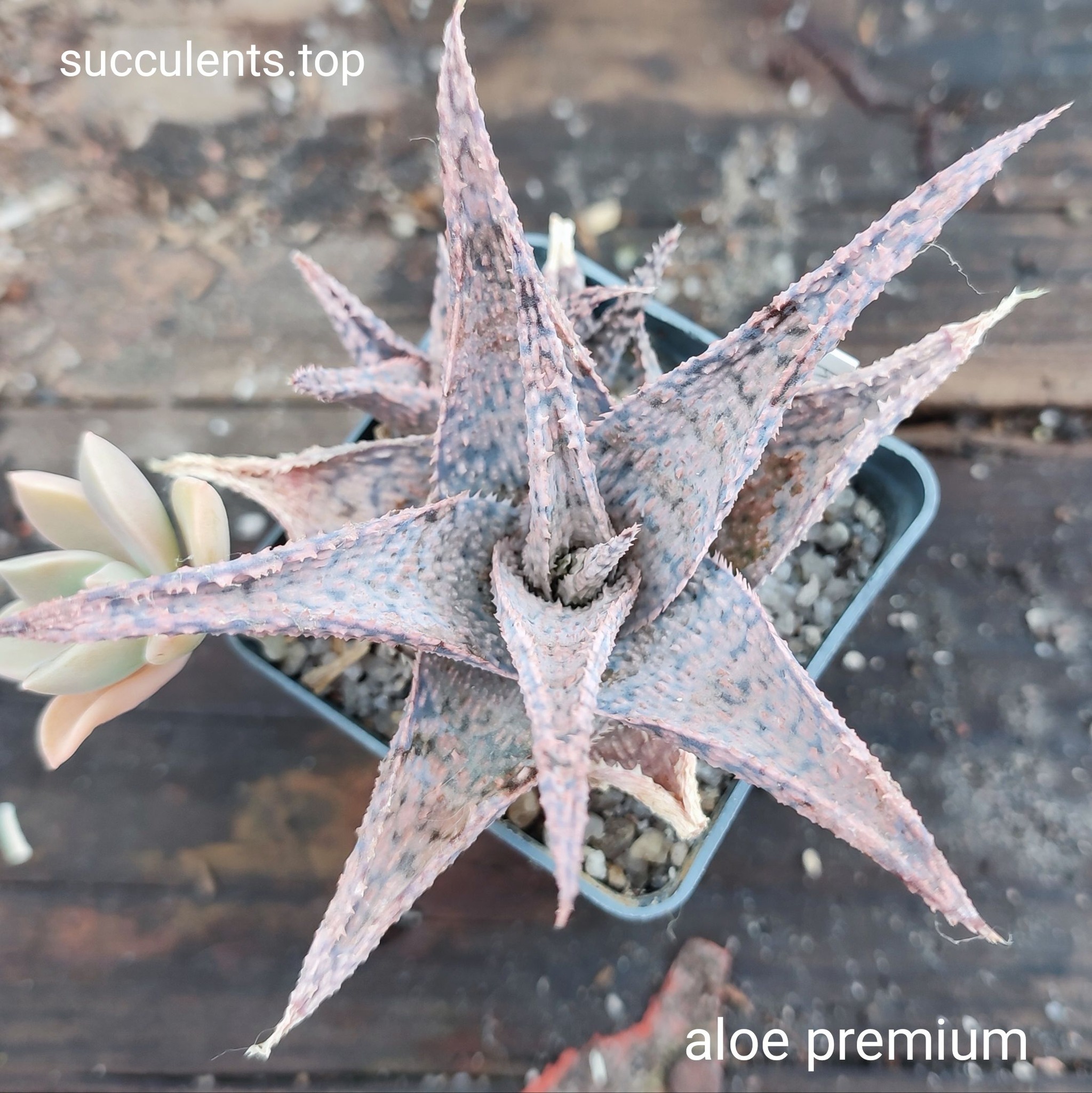 aloe premium Продам пагін з колекційної рослини на фото можливо без коріння.