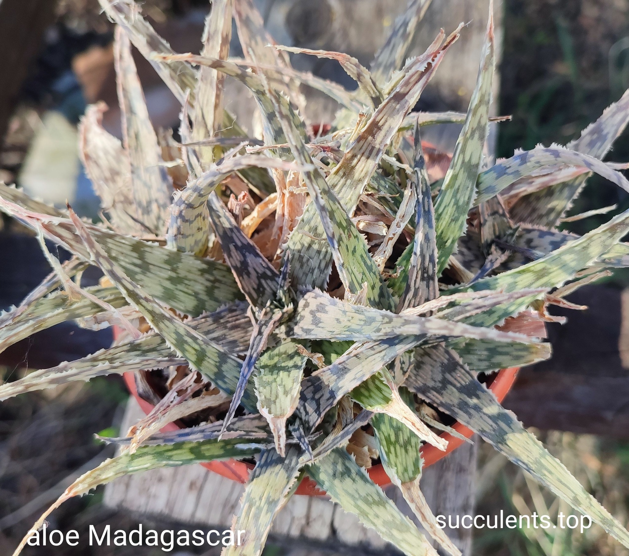 aloe  Madagascar Продам пагін з колекційної рослини на фото можливо без коріння.