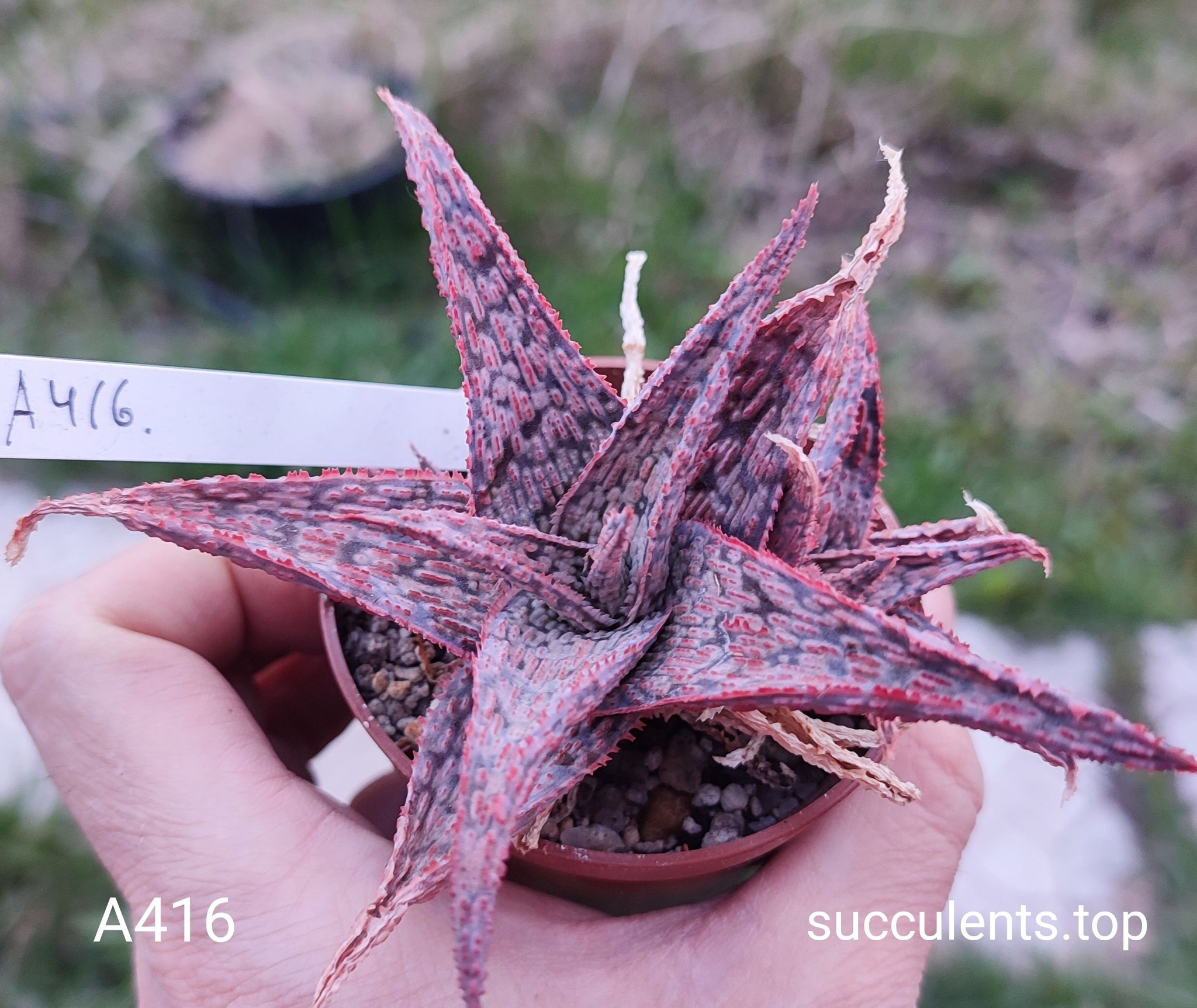 Aloe A416 Продам пагін з колекційної рослини на фото можливо без коріння.