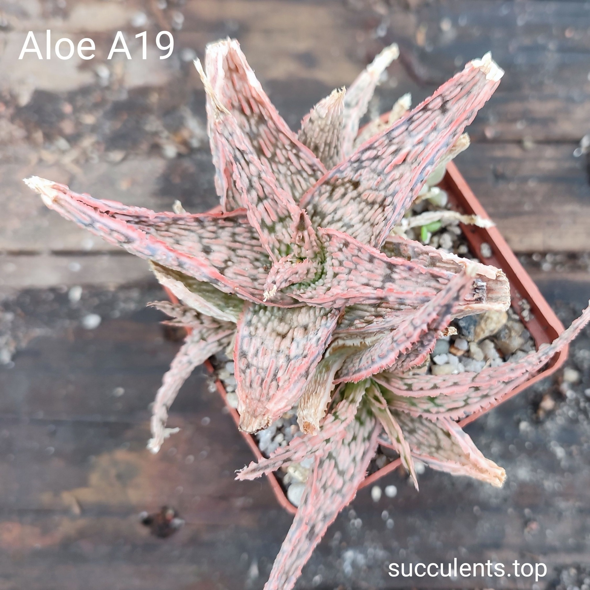 aloe A19 Продам пагін з колекційної рослини на фото можливо без коріння.