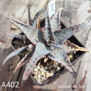 Aloe A402 Продам пагін з колекційної рослини на фото можливо без коріння.