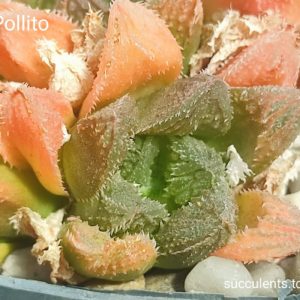 haworthia El pollito Продам пагін з колекційної рослини на фото можливо без коріння.