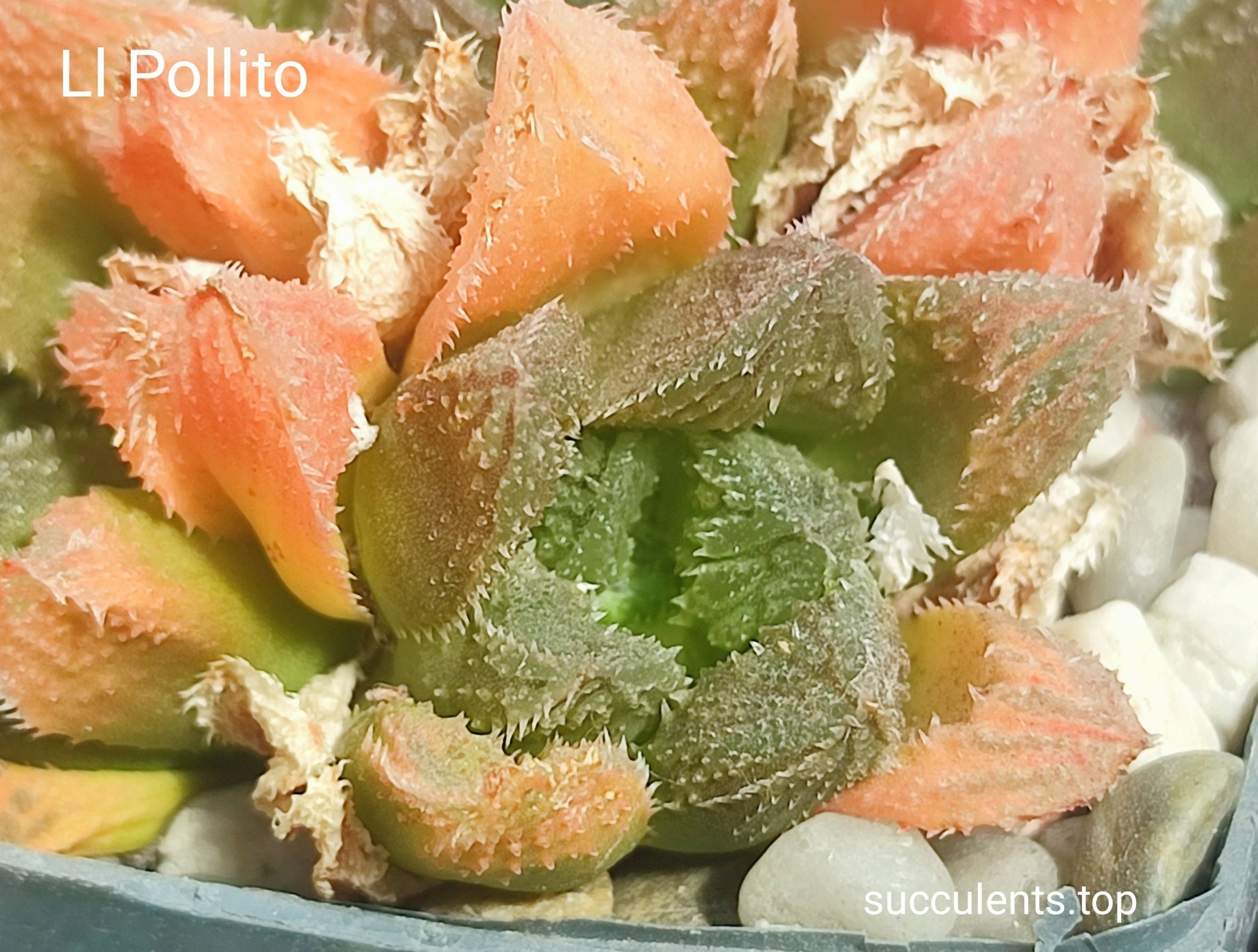 haworthia El pollito Продам пагін з колекційної рослини на фото можливо без коріння.