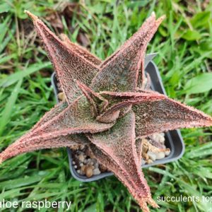 Aloe Raspberry Продам пагін з колекційної рослини на фото можливо без коріння.