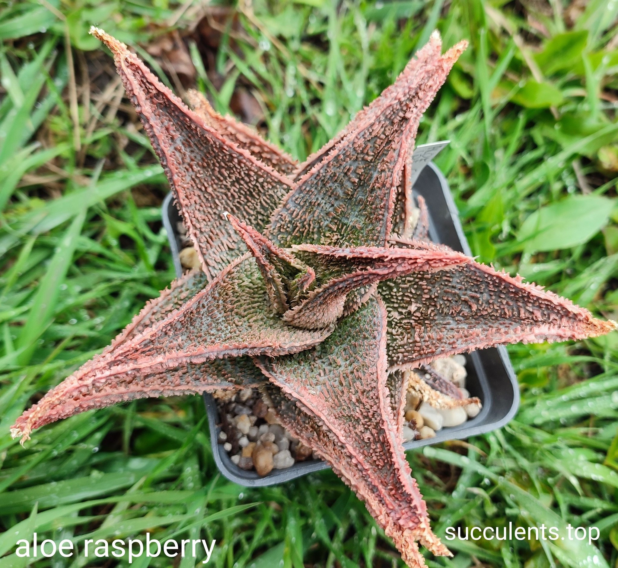 Aloe Raspberry Продам пагін з колекційної рослини на фото можливо без коріння.