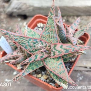 aloe A301 Продам пагін з колекційної рослини на фото можливо без коріння.