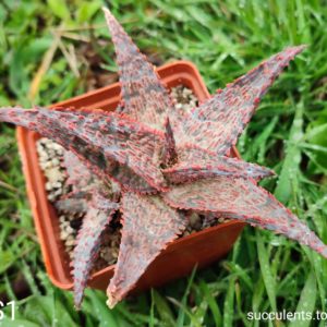 aloe S1 Продам пагін з колекційної рослини на фото можливо без коріння.