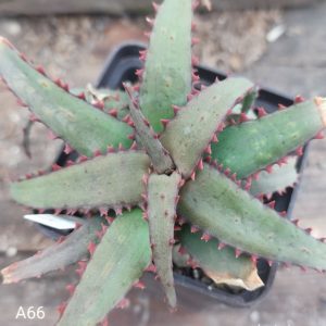 Aloe A66 Продам пагін з колекційної рослини на фото можливо без коріння.