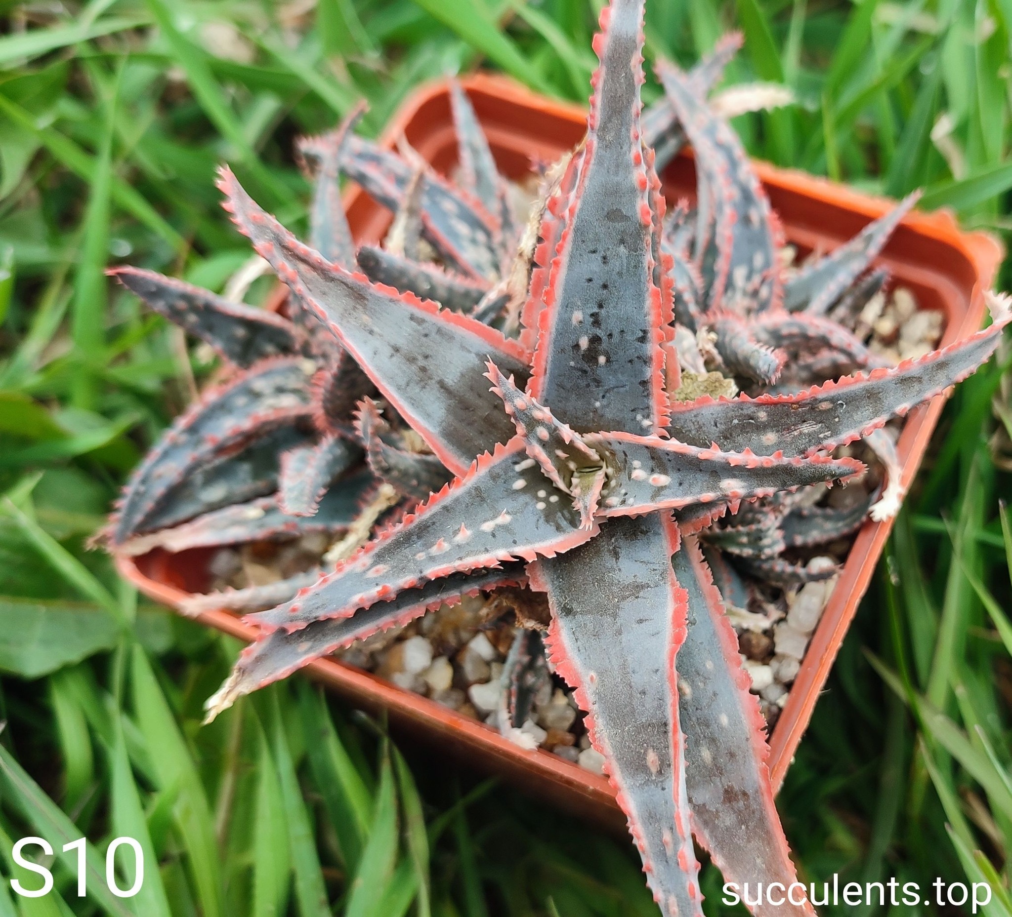 Aloe S10 Продам пагін з колекційної рослини на фото можливо без коріння.