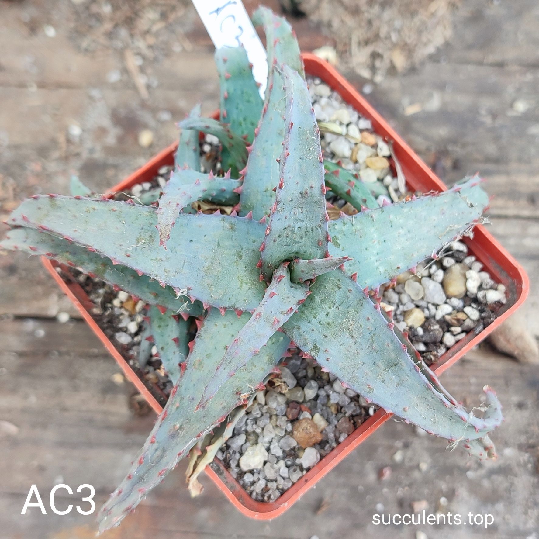 aloe AC3 Продам пагін з колекційної рослини на фото можливо без коріння.