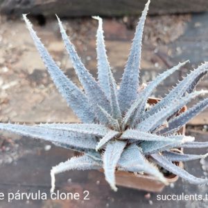 aloe parvula clone 2  Продам пагін з колекційної рослини на фото можливо без коріння.