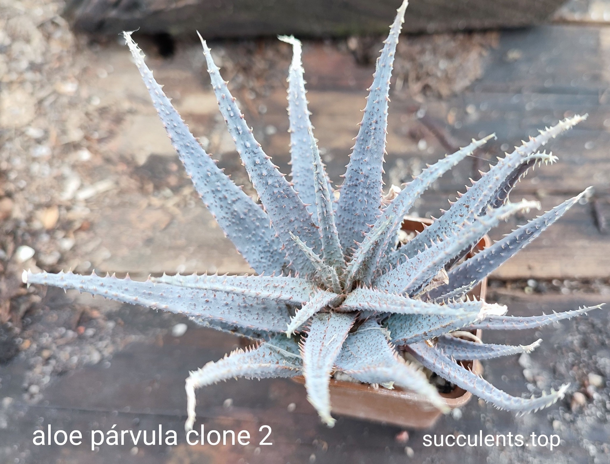 aloe parvula clone 2  Продам пагін з колекційної рослини на фото можливо без коріння.