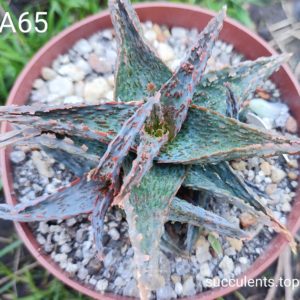 Aloe A65 Продам пагін з колекційної рослини на фото можливо без коріння.
