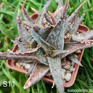Aloe S11 Продам пагін з колекційної рослини на фото можливо без коріння.