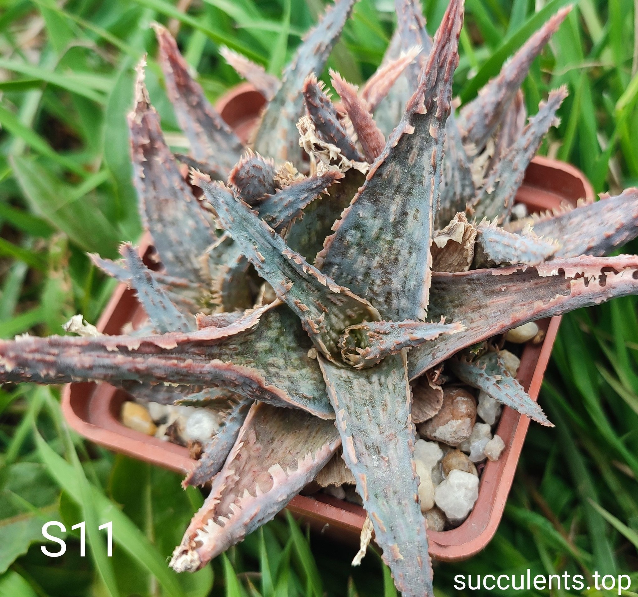 Aloe S11 Продам пагін з колекційної рослини на фото можливо без коріння.