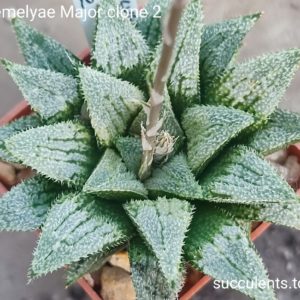 haworthia emelyae major selection clone2