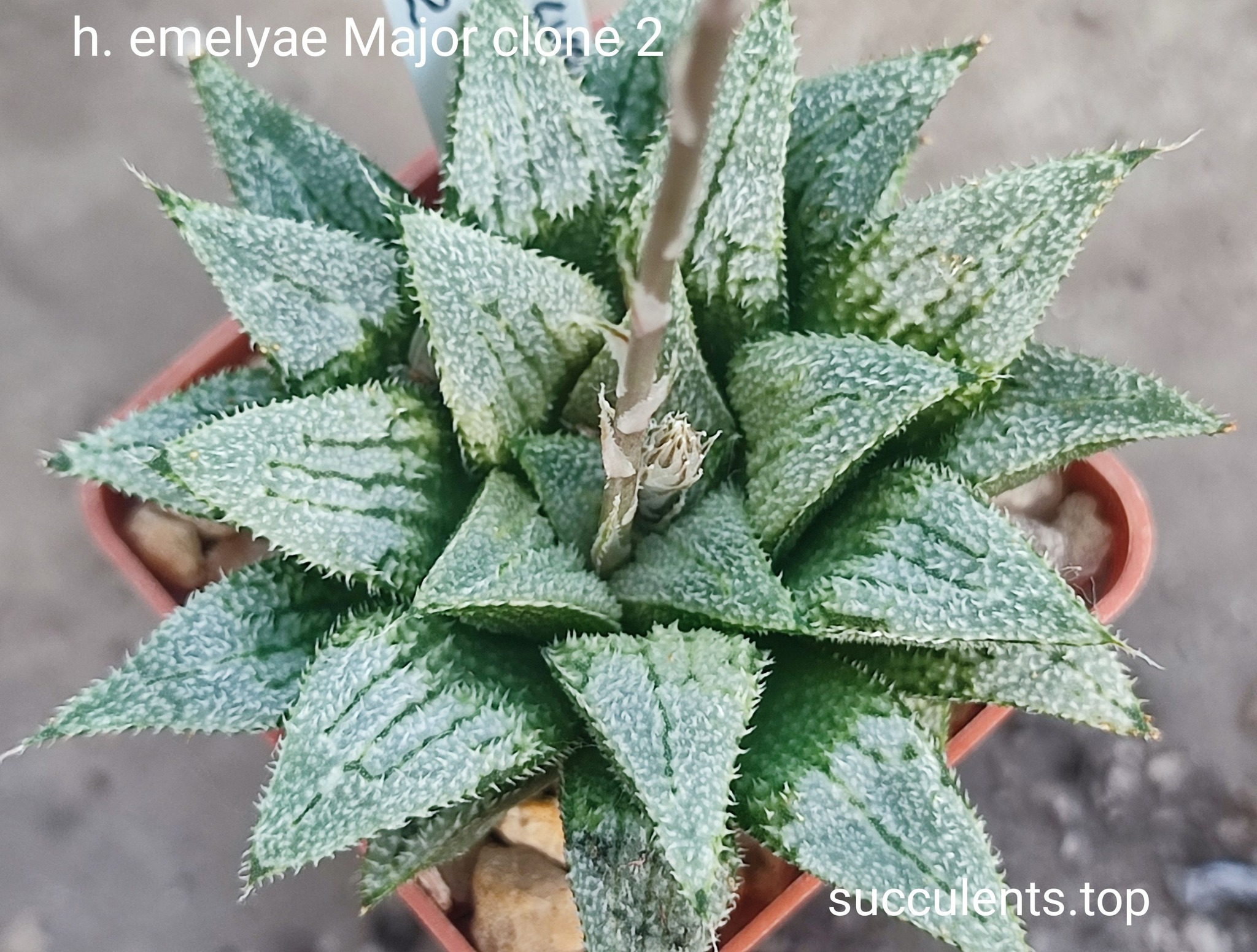 haworthia emelyae major selection clone2
