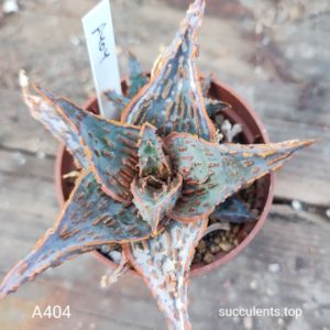 Aloe A404 Продам пагін з колекційної рослини на фото можливо без коріння.