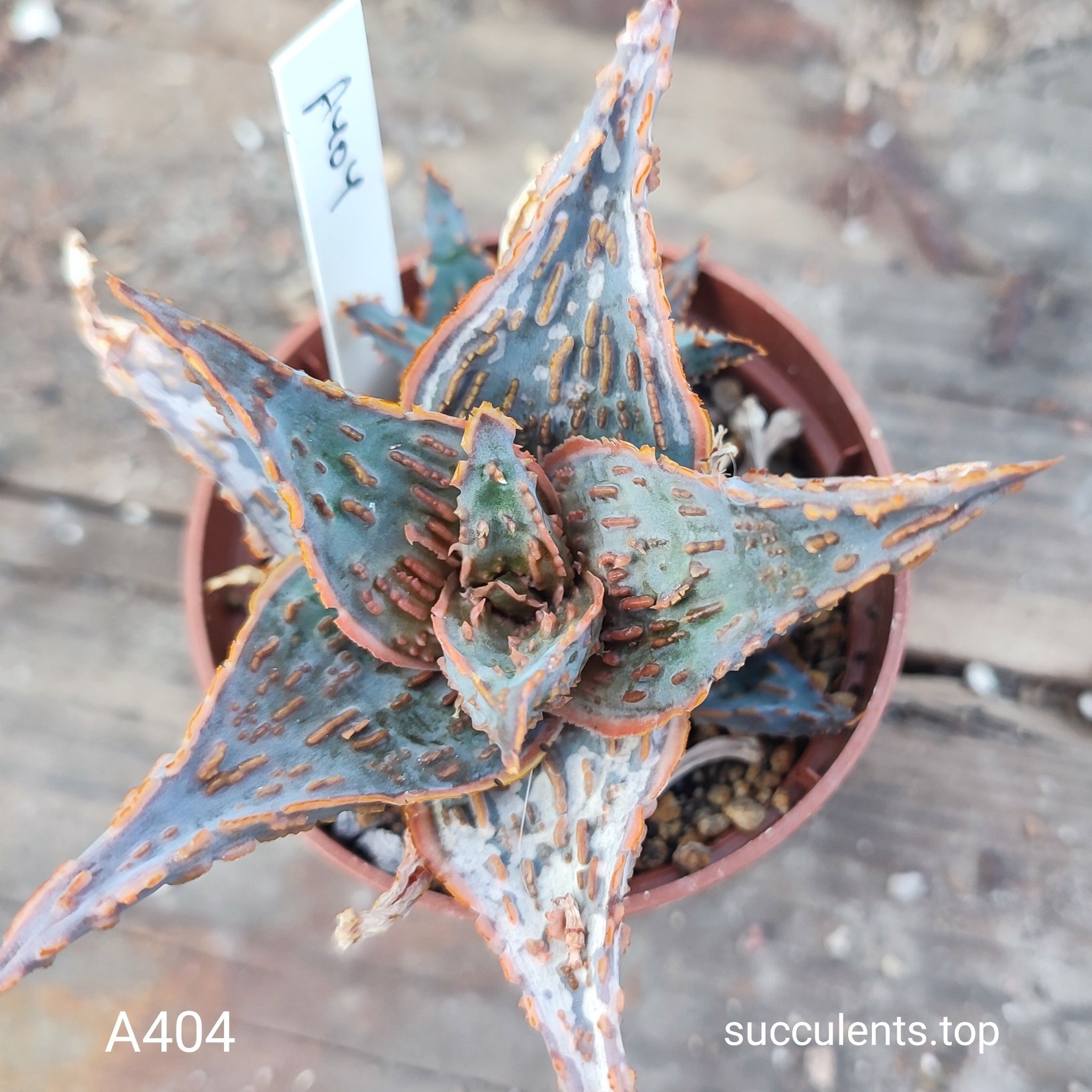 Aloe A404 Продам пагін з колекційної рослини на фото можливо без коріння.