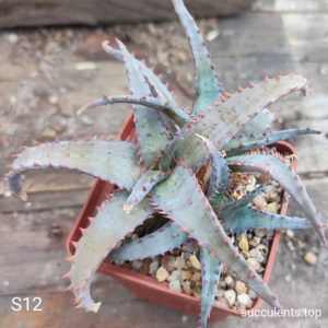 Aloe S12 Продам пагін з колекційної рослини на фото можливо без коріння.