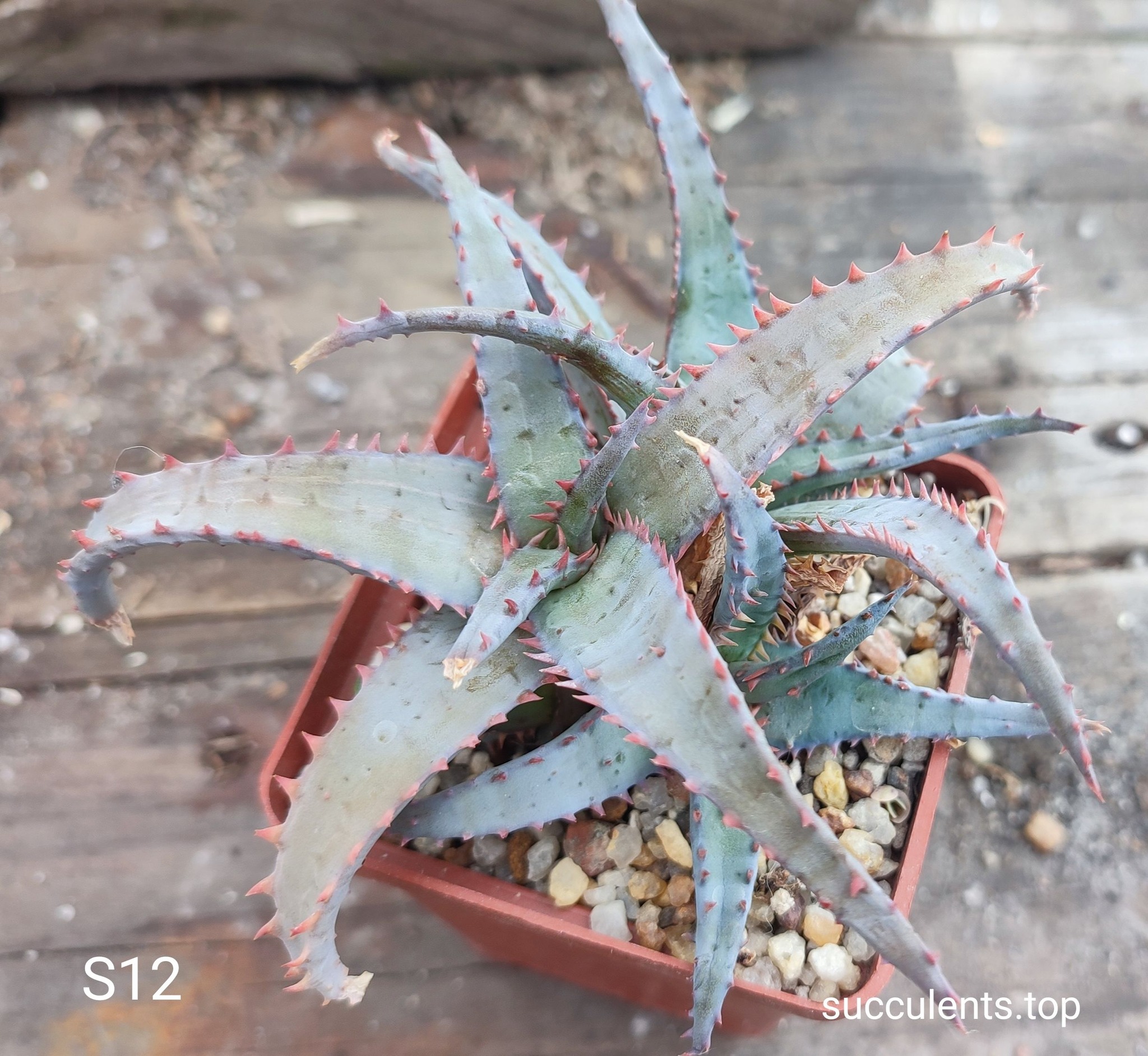 Aloe S12 Продам пагін з колекційної рослини на фото можливо без коріння.