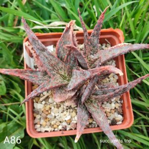 Aloe A86 Продам пагін з колекційної рослини на фото можливо без коріння.