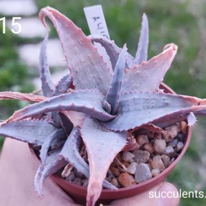 Aloe A415 Продам пагін з колекційної рослини на фото можливо без коріння.