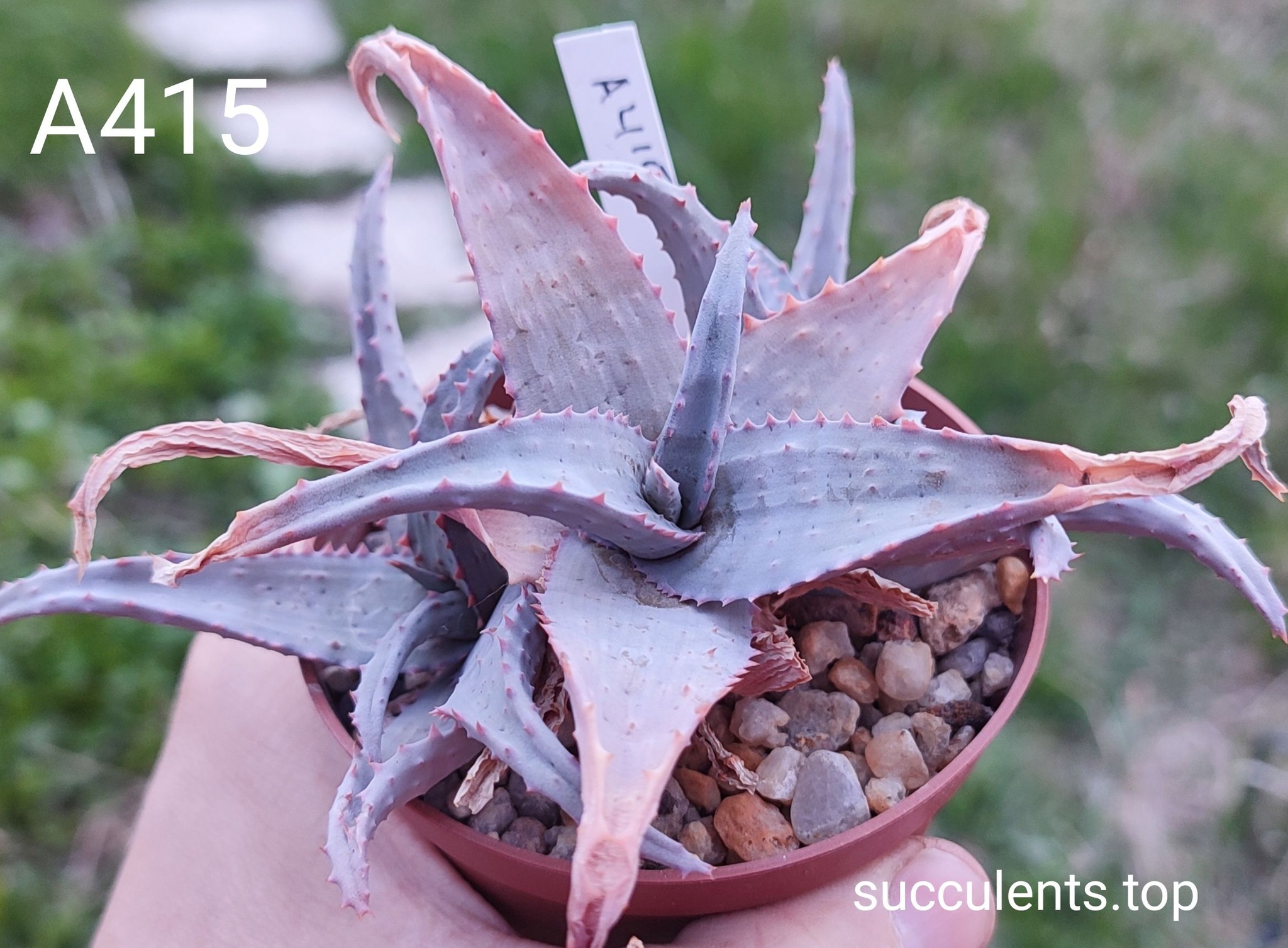 Aloe A415 Продам пагін з колекційної рослини на фото можливо без коріння.