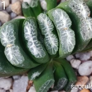 haworthia S601 selection  Продам пагін з колекційної рослини на фото можливо без коріння.