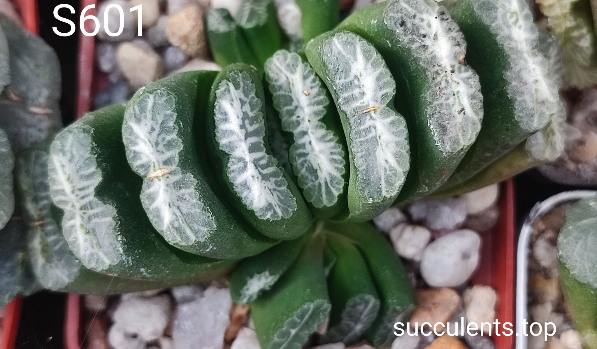 haworthia S601 selection  Продам пагін з колекційної рослини на фото можливо без коріння.