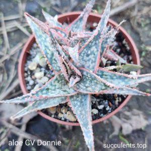 Aloe cv Donnie Продам пагін з колекційної рослини на фото можливо без коріння.