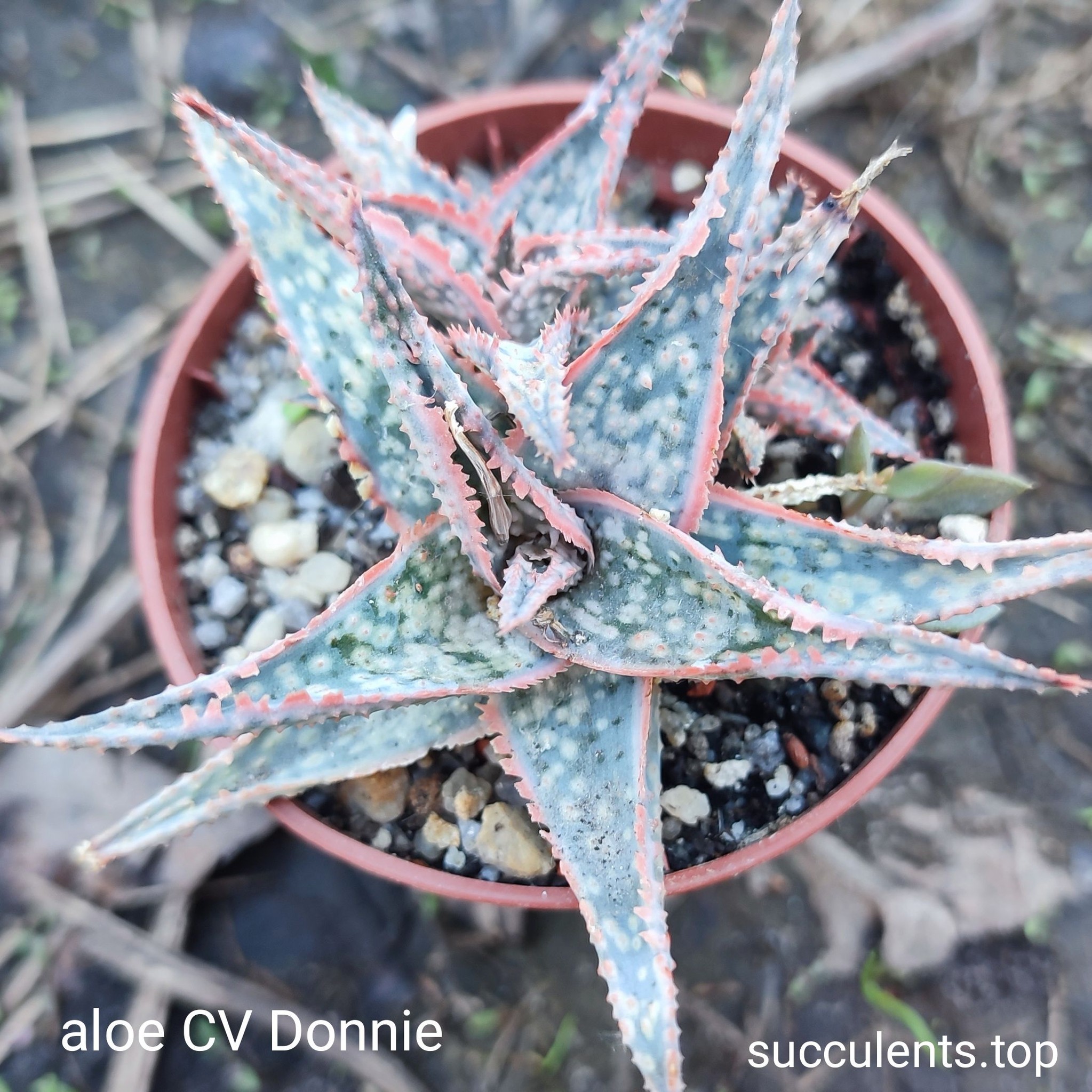 Aloe cv Donnie Продам пагін з колекційної рослини на фото можливо без коріння.