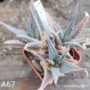 aloe A67 Продам пагін з колекційної рослини на фото можливо без коріння.