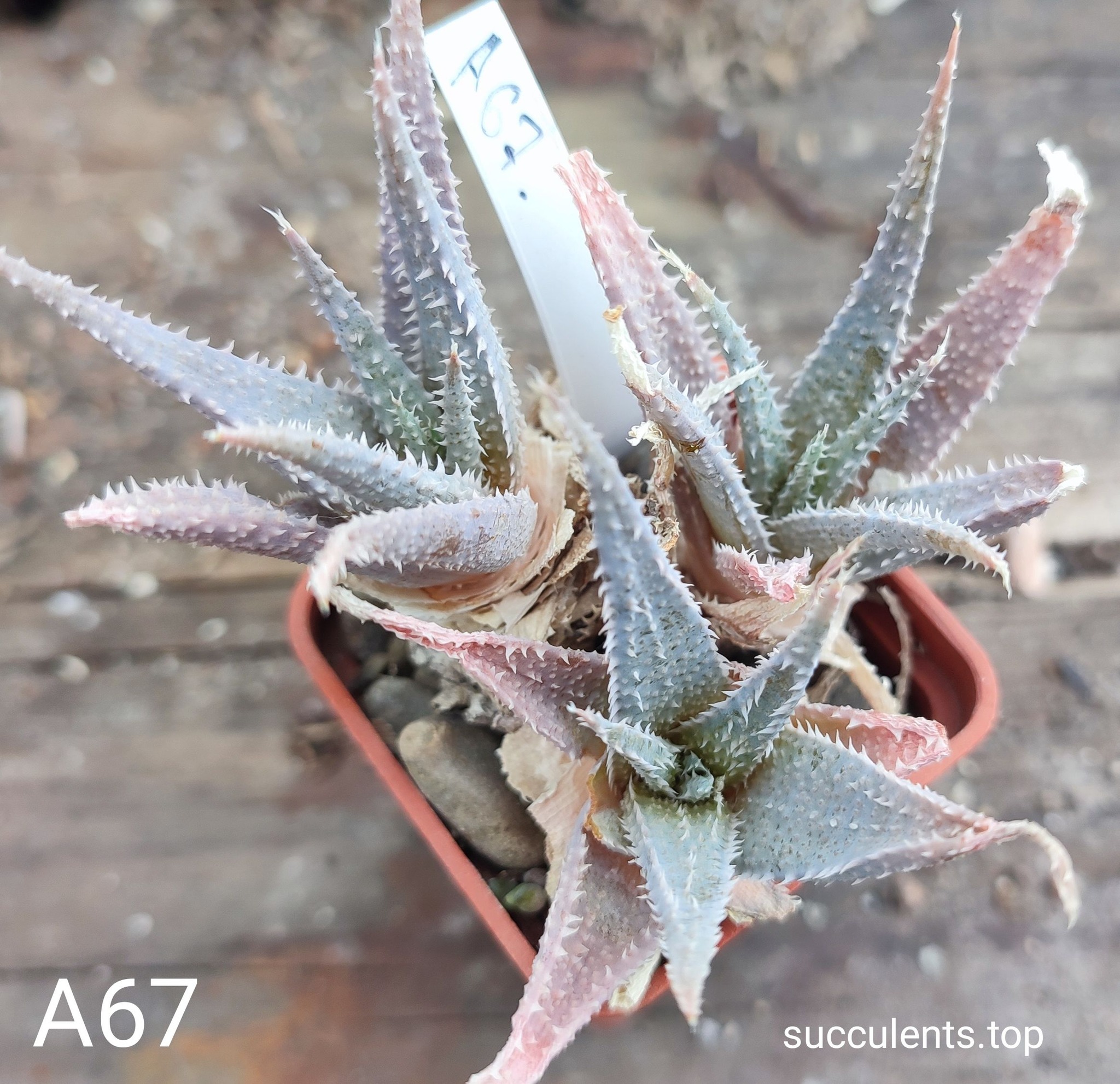 aloe A67 Продам пагін з колекційної рослини на фото можливо без коріння.