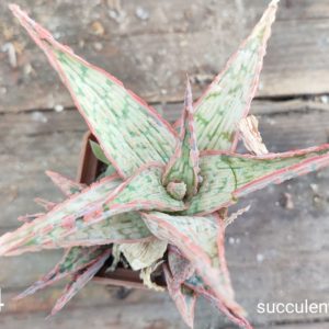 Aloe S14 Продам пагін з колекційної рослини на фото можливо без коріння.
