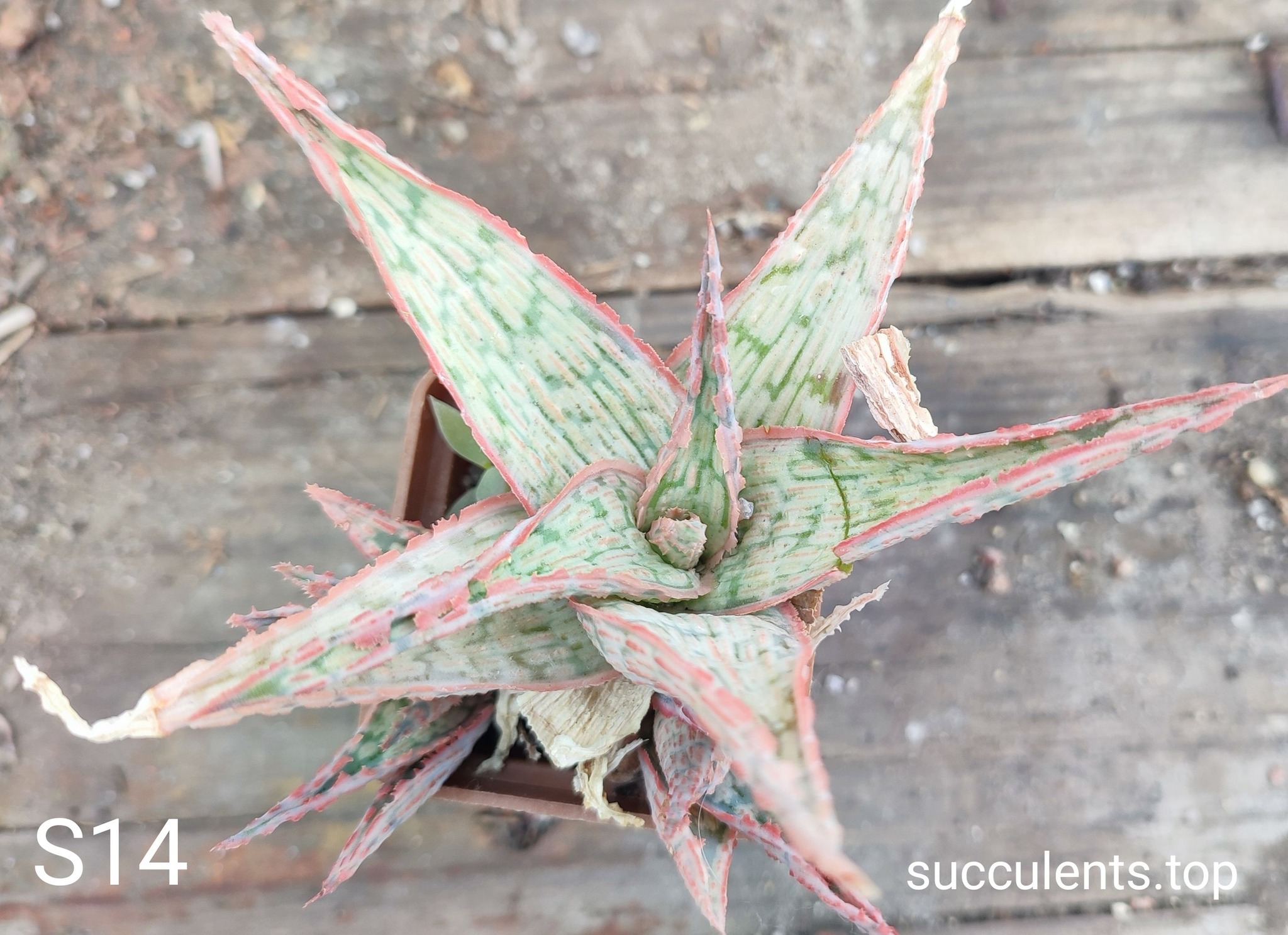 Aloe S14 Продам пагін з колекційної рослини на фото можливо без коріння.