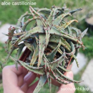 aloe castilloniae Продам пагін з колекційної рослини на фото можливо без коріння.