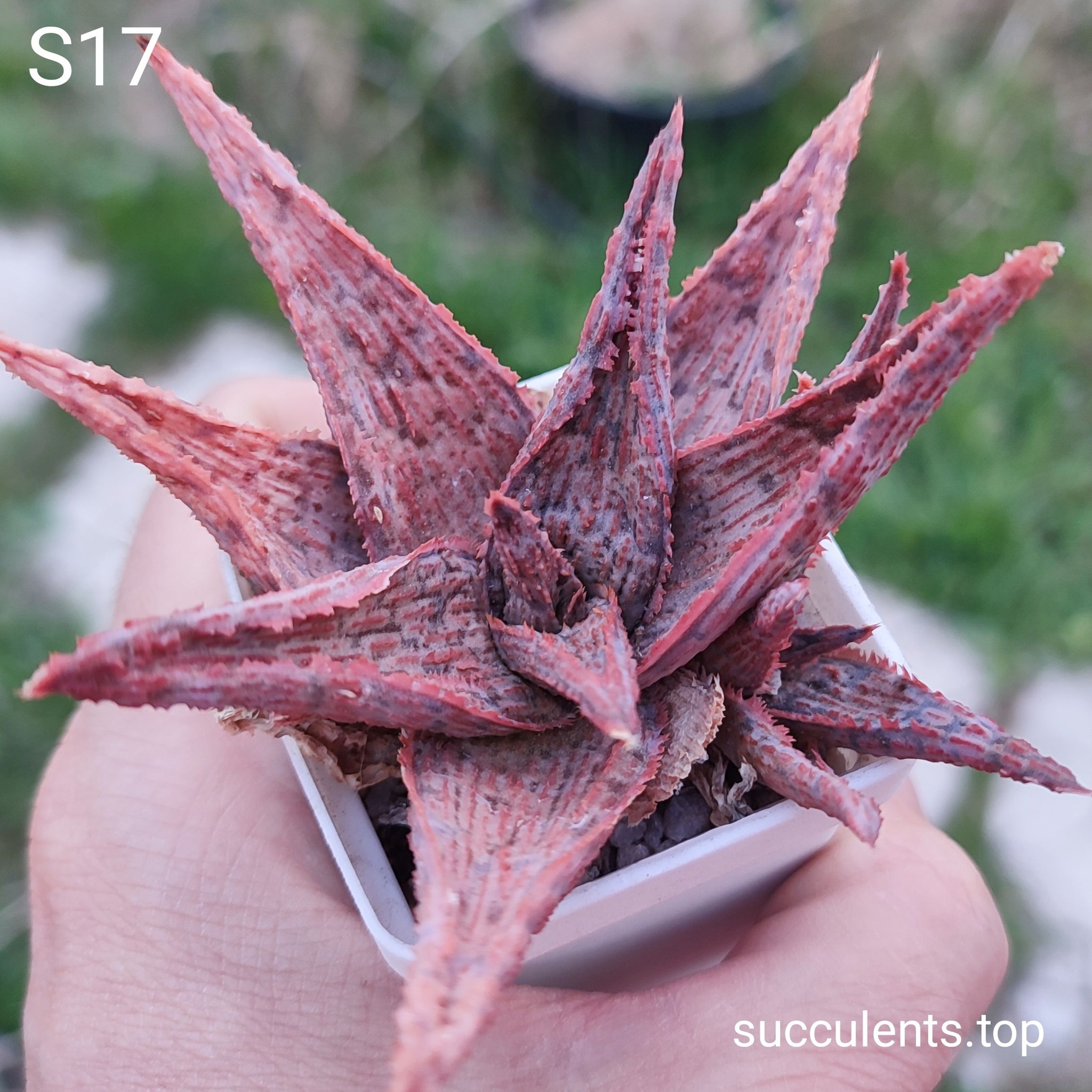 Aloe S17 Продам пагін з колекційної рослини на фото можливо без коріння.