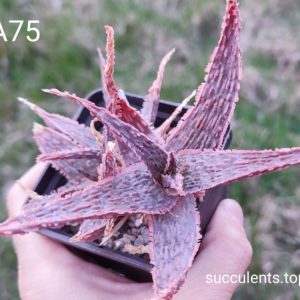 Aloe A75 Продам пагін з колекційної рослини на фото можливо без коріння.
