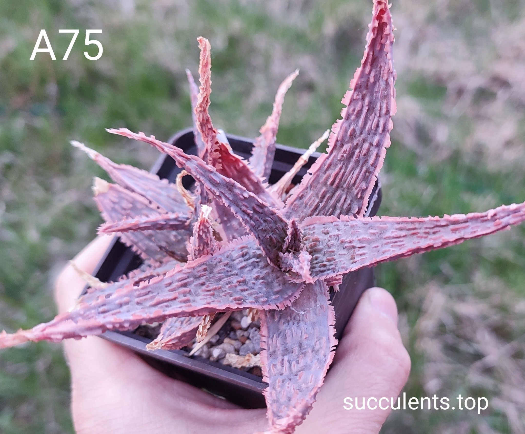 Aloe A75 Продам пагін з колекційної рослини на фото можливо без коріння.