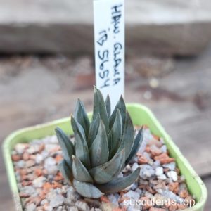 haworthia dlauc ib5456