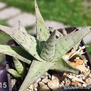 Aloe S15 Продам пагін з колекційної рослини на фото можливо без коріння.