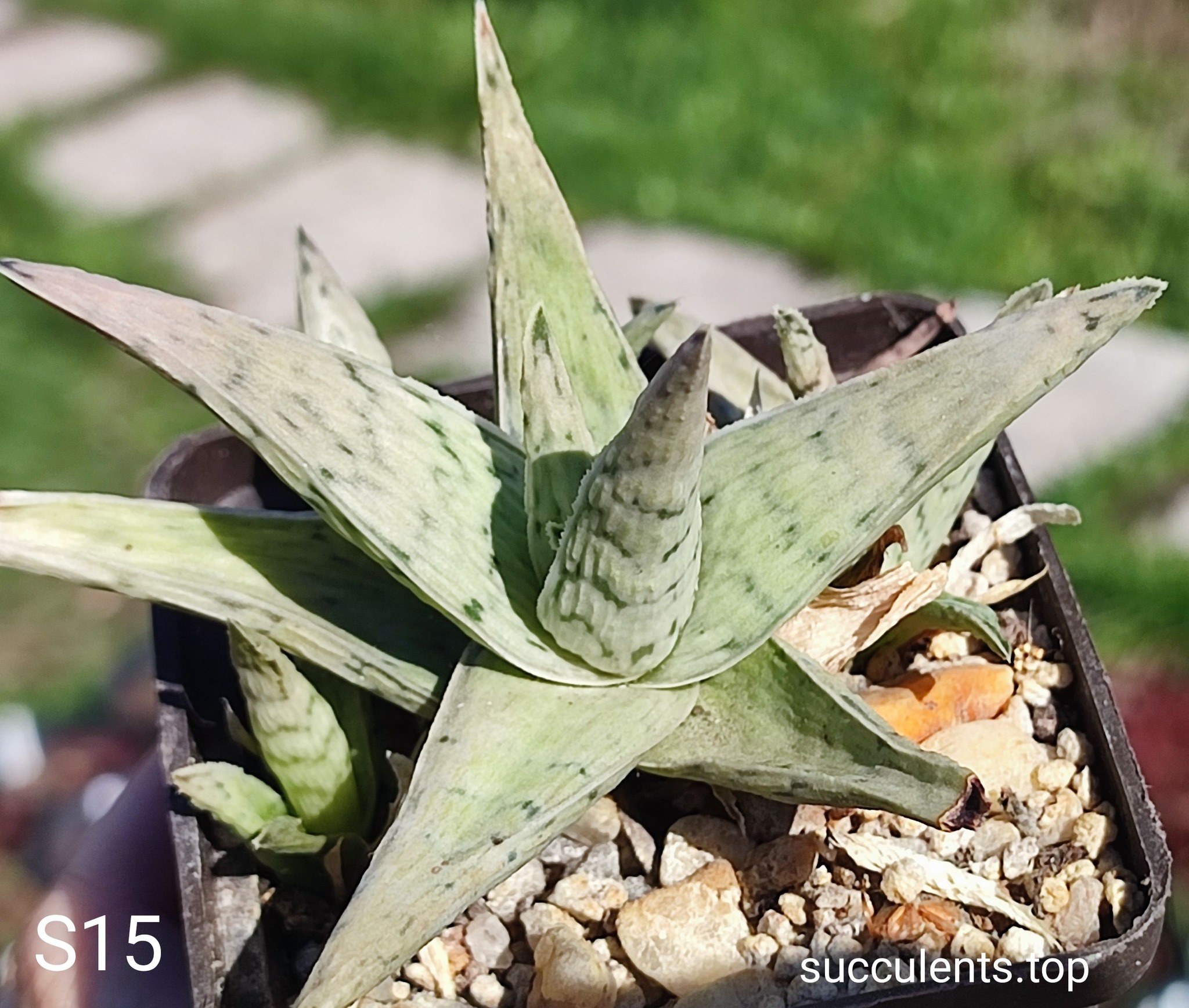 Aloe S15 Продам пагін з колекційної рослини на фото можливо без коріння.